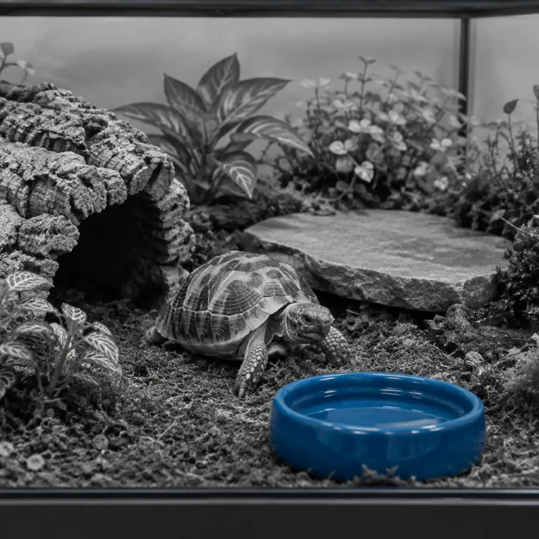Créer un habitat intérieur harmonieux pour une tortue en terrarium