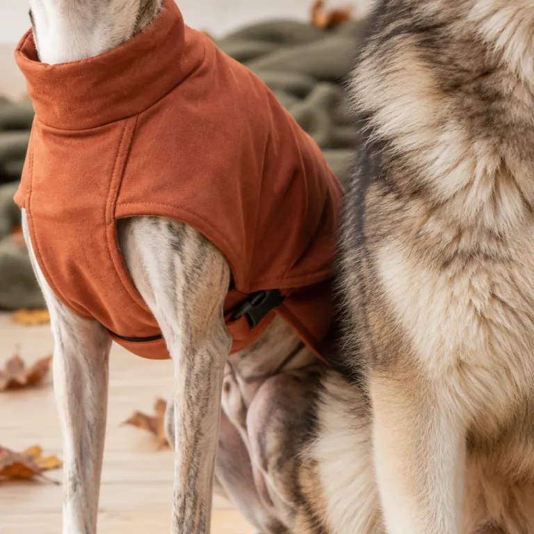Manteau pour chien : quelles races en ont vraiment besoin quand le froid arrive