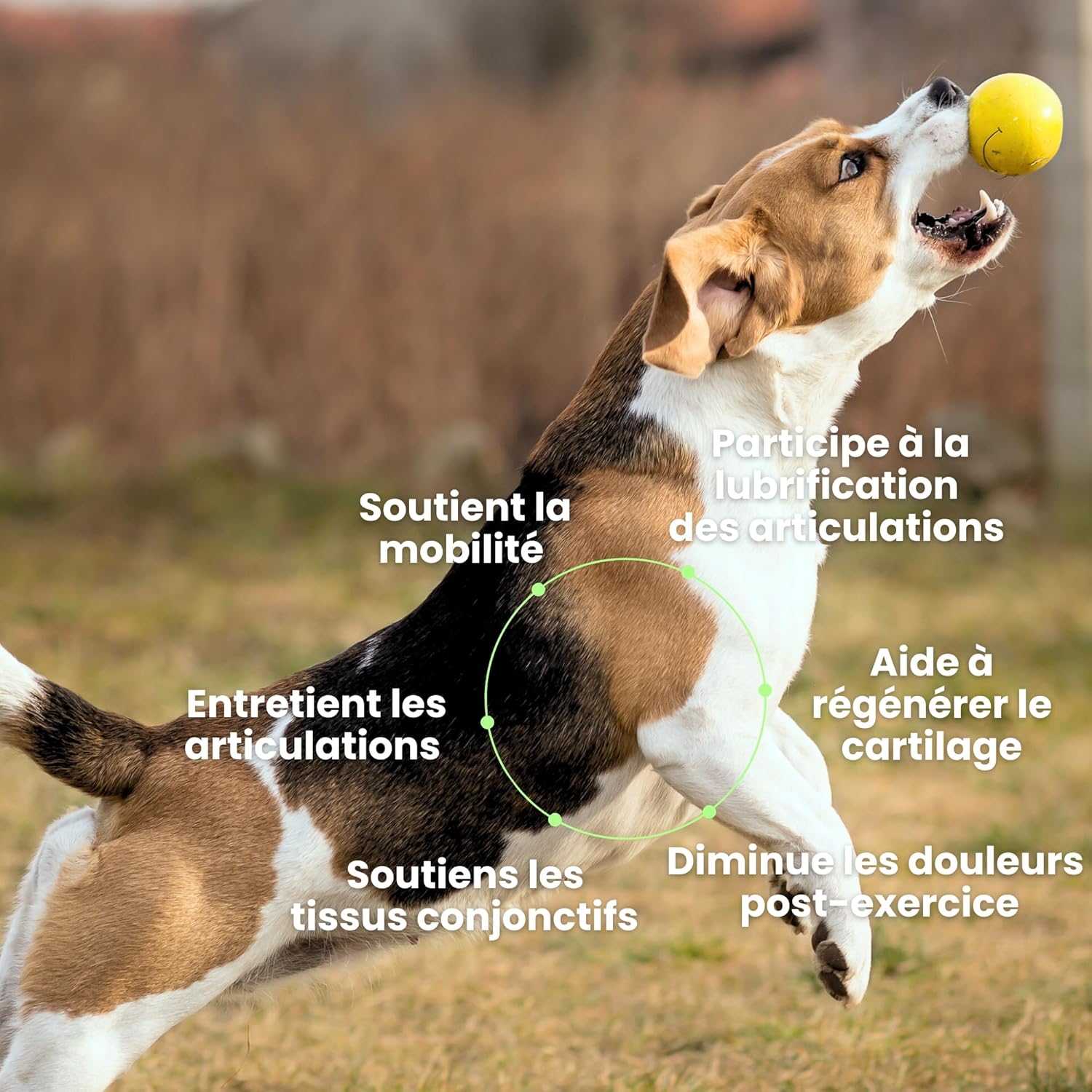 BESTI - Articulations - 120 Compléments Alimentaires Premium pour Chiens - Anti-Arthrose, Améliore la Mobilité Articulaire et le Cartilage - Marque Française - Formule Vétérinaire - Au Poulet - 300 gr