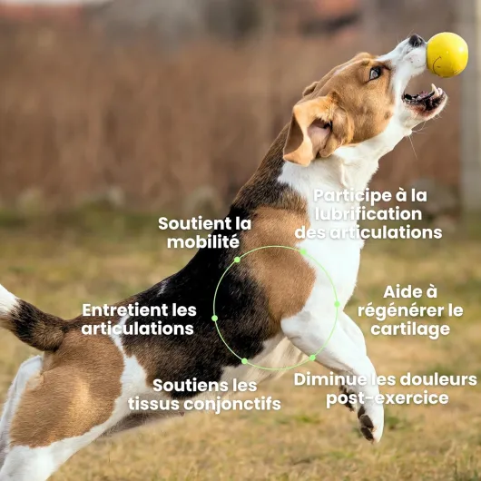 BESTI - Articulations - 120 Compléments Alimentaires Premium pour Chiens - Anti-Arthrose, Améliore la Mobilité Articulaire et le Cartilage - Marque Française - Formule Vétérinaire - Au Poulet - 300 gr