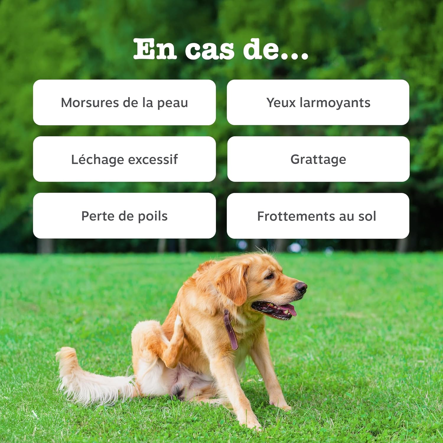 Bouchées Aller-Immune Chien - Soutien Immunitaire, Soin de la Peau - Peau Sèche et Démangeaisons - Huile de Saumon, Postbiotiques, Probiotiques- Usage Quotidien - 90 Bouchées