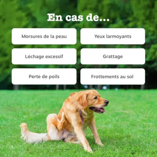 Test Zesty Paws Aller-Immune Chien : des bouchées qui calment (un peu) les démangeaisons