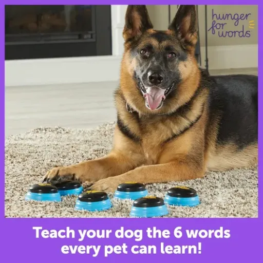 Test Hunger for Words Mots Essentiels : des boutons pour chien… mais en anglais et figés