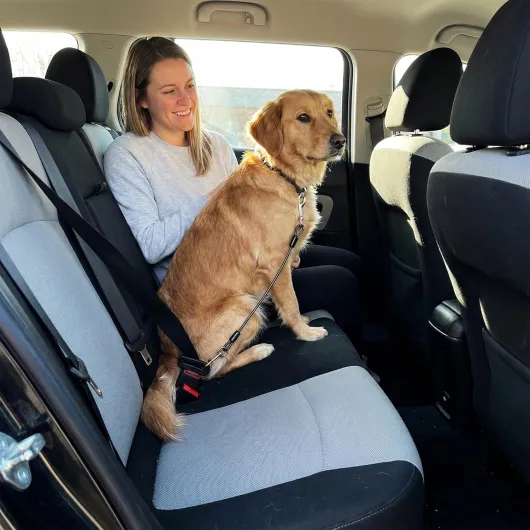 Ceinture Voiture Chien - Harnais de Sécurité Anti-Morsure avec Câble Acier, Ceinture Chien Voiture 2 Tailles (80x5mm & 60x4mm), pour Sécuriser Toutes Races en Transport