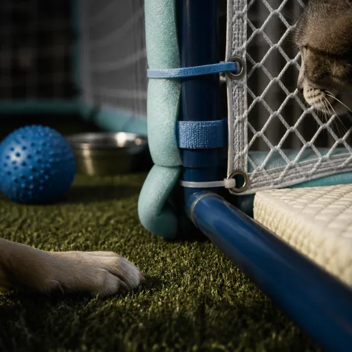 Transformer une cage de foot en terrain de jeu sécurisé pour chiens et chats