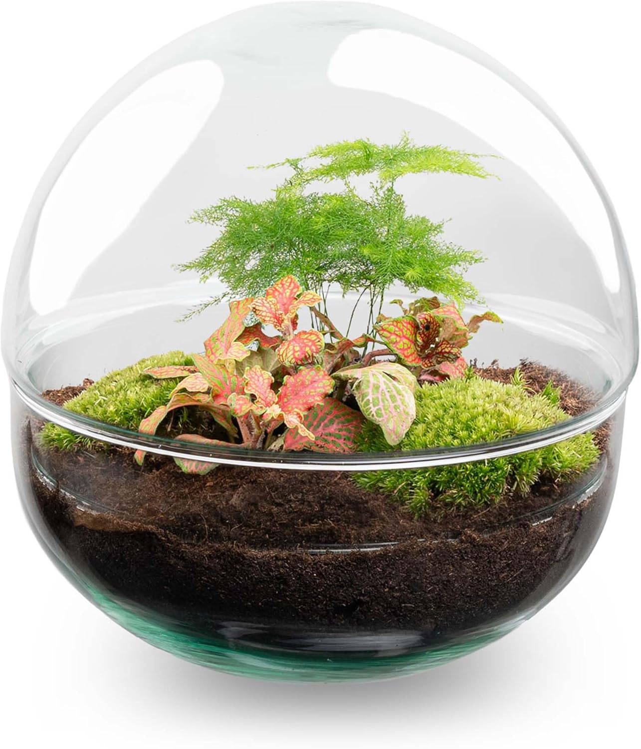 Kit DIY Terrarium • Dôme • Écosystème avec Plantes • ↑ 20 cm Rouge