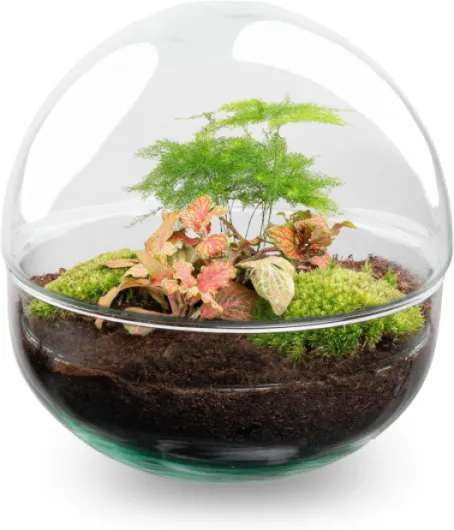 Kit DIY Terrarium • Dôme • Écosystème avec Plantes • ↑ 20 cm Rouge