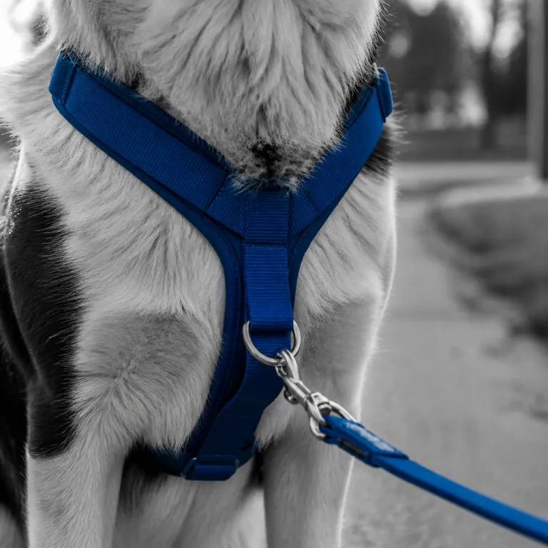 Harnais chien anti traction : la clé pour des balades sereines et sécurisées