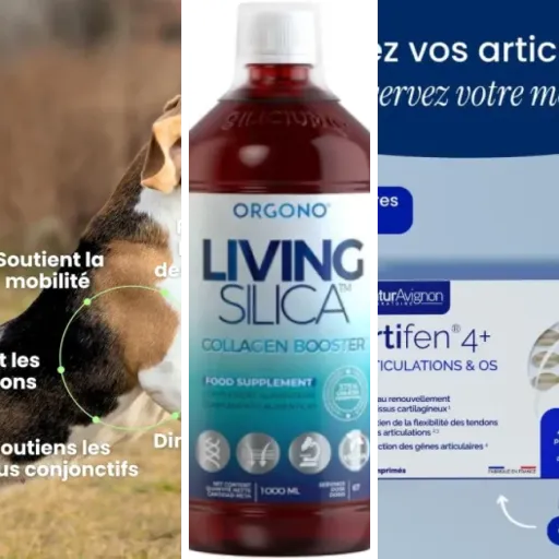 Les 5 meilleurs compléments articulations chien (2026)