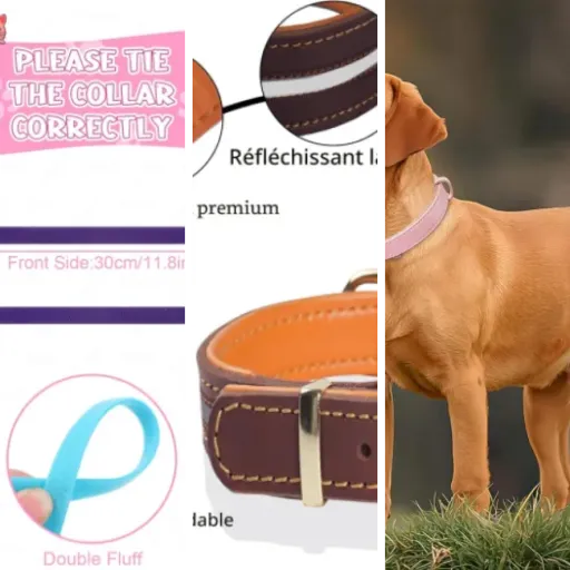 Top 6 : meilleurs collier chien réglable (2026)