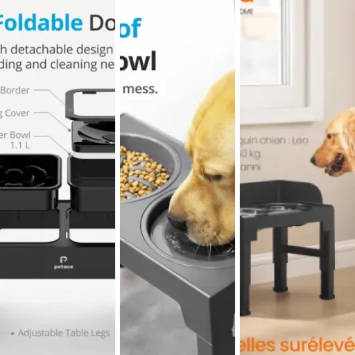 Les meilleurs gamelle inox chien : notre top 3 (2026)