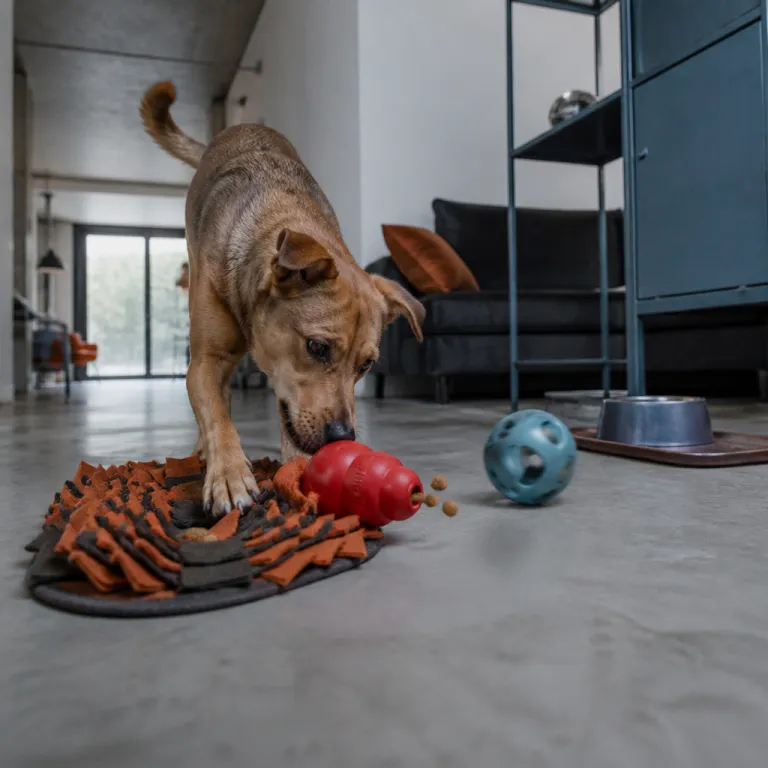 Jouets d'occupation pour chien seul en appartement : Kong, tapis de fouille et au-delà