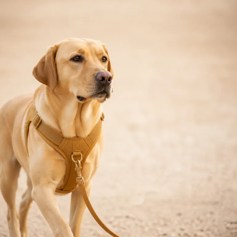 Harnais anti traction : la clé pour des promenades sereines avec votre chien